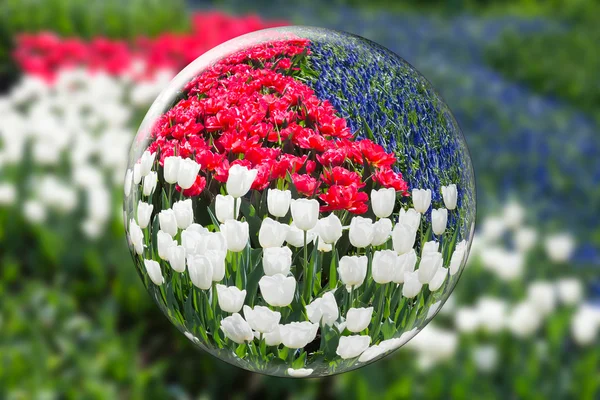 Glaskugel, die rote weiße Tulpen und blaue Traubenhyazinthe reflektiert — Stockfoto