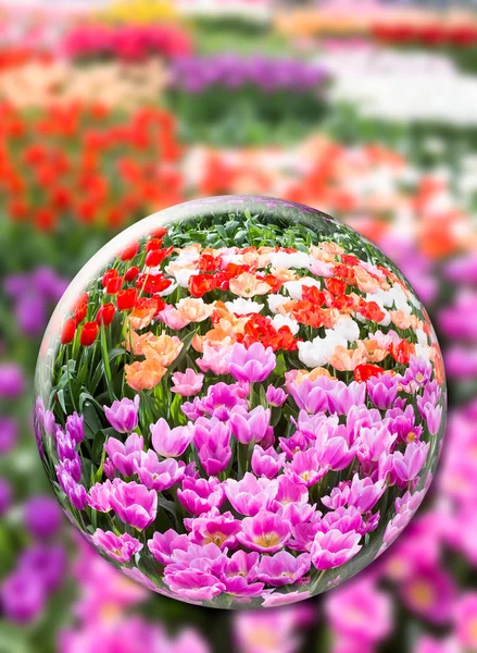 Glaskugel mit verschiedenen Tulpen im Blumenfeld — Stockfoto