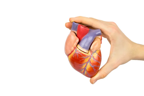 Hand holding artificial human heart model on white background — Stock Photo, Image