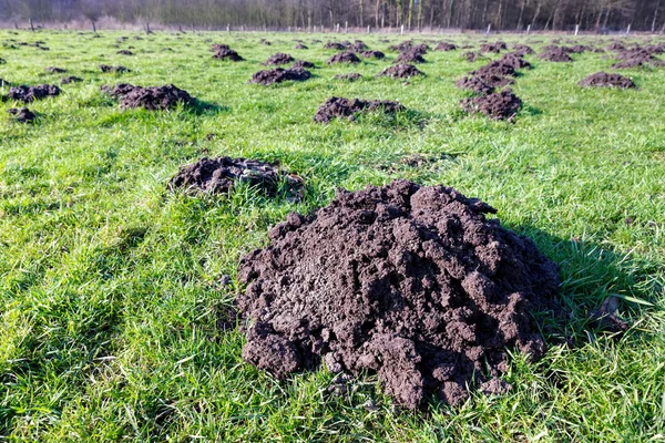 Many molehills in green grassland — Stock Photo, Image