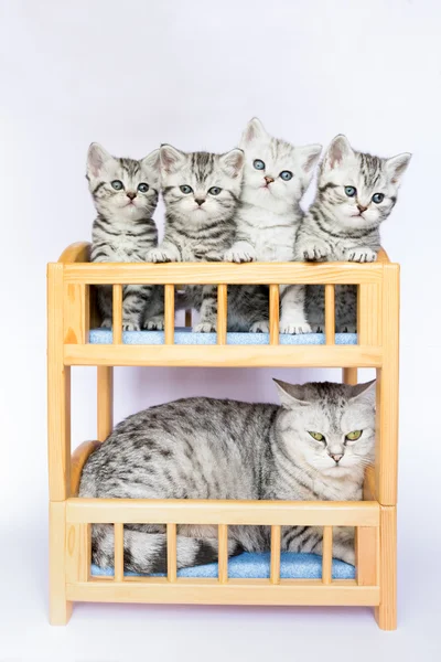 Katzenmutter mit vier Jungen im Bett — Stockfoto