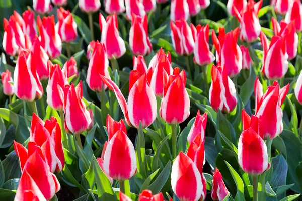 Many bicolor red-white tulips — Stock Photo, Image