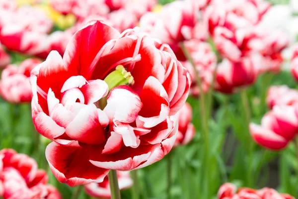 One bicolor red-white tulip in front of many — Stock Photo, Image