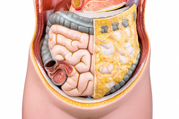 Künstliches Modell des menschlichen Darms oder Darms — Stockfoto