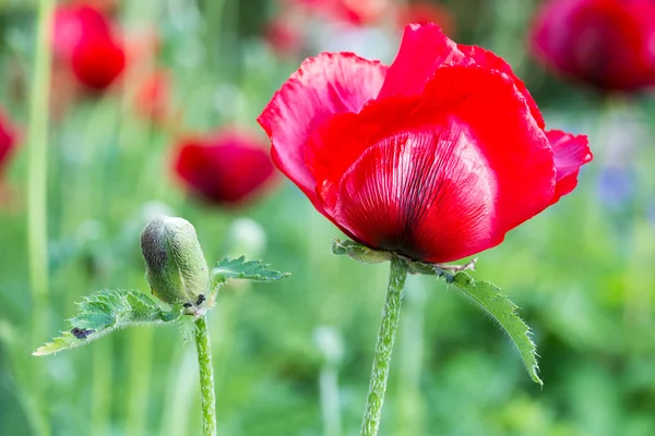 Red corn poppy with flower bud — Stock Photo, Image