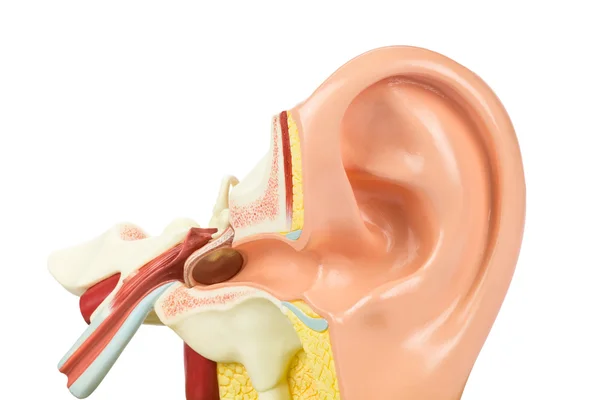 Artificial human ear model on white — Stock Photo, Image