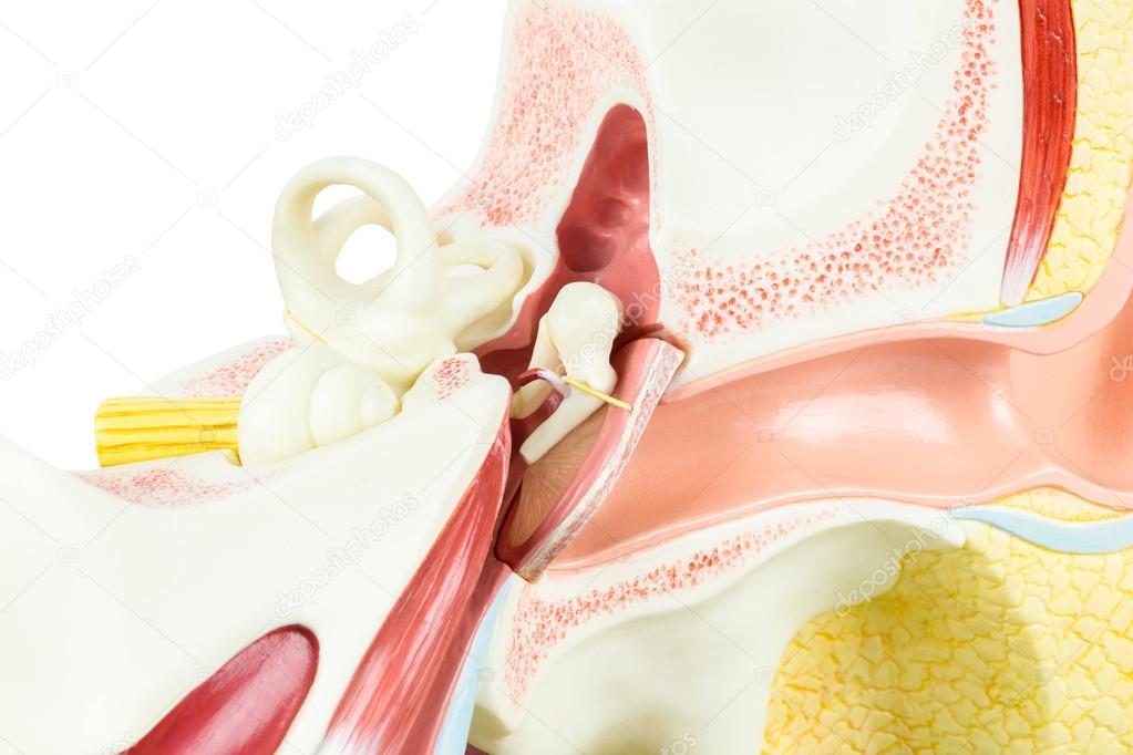 Artificial human ear model inside on white 