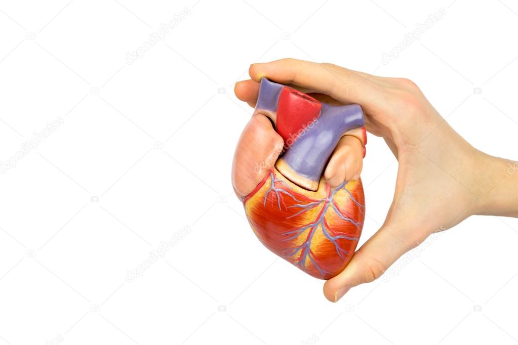 Hand holding artificial human heart model on white background