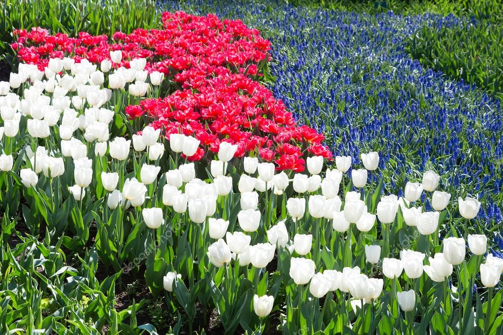 Tulips field in red and white with blue grape hyacinths