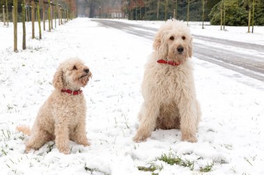 Karda birlikte oturan iki kaniş köpek