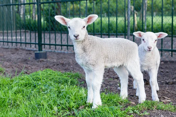 Two little white lambs standing in green grass — Stock Photo, Image