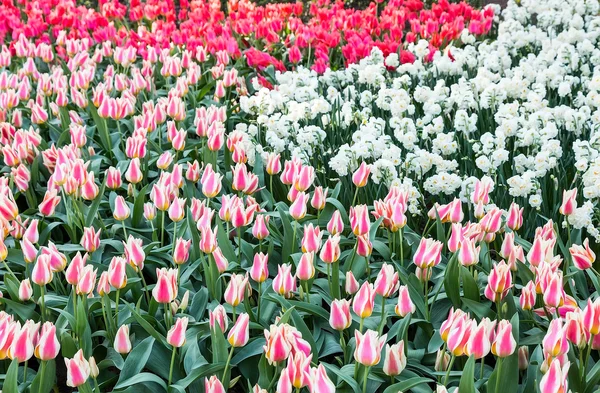 Verschiedene rote Tulpen und weiße Narzissen — Stockfoto