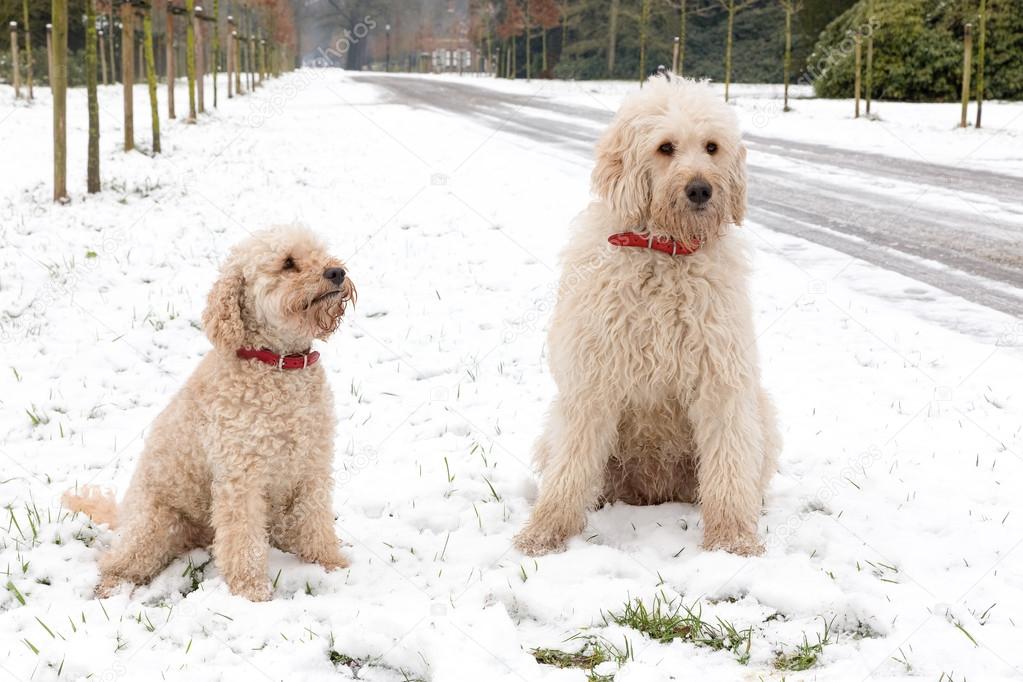 Two poodle dogs sitting together in snow