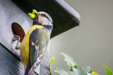 Blue tit bird brings  caterpillar in nest box