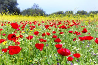 Field of red poppy flowers with yellow rapeseed plants