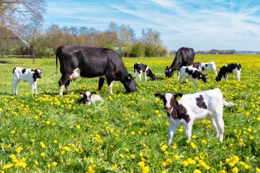 Meadow full of dandelions with grazing cows and calves clipart