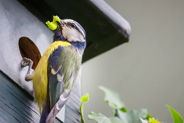 Blue tit bird brings  caterpillar in nest box — Stok fotoğraf