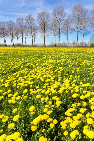 Campo de dientes de león amarillos en hierba con línea de árboles — Foto de Stock