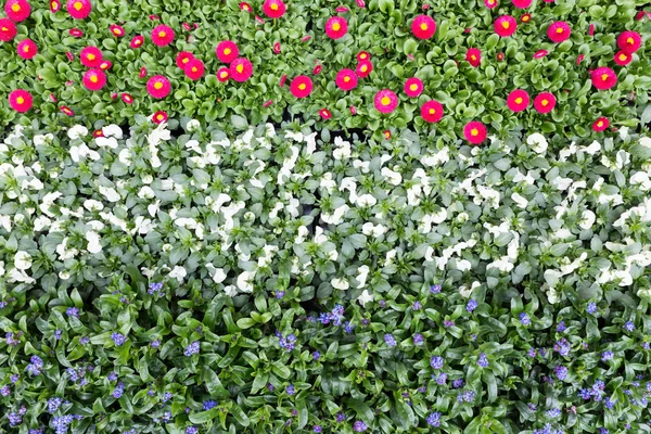 Flowers in rows and lines showing colors of dutch flag — Stock Photo, Image