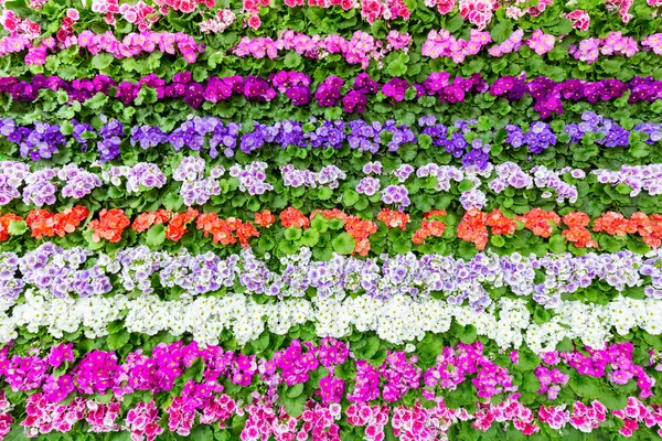 Horizontal rows of various colored flowers — Stock Photo, Image