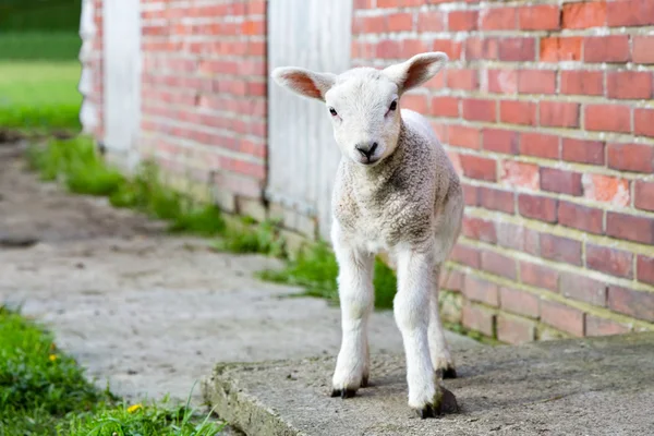 Looking lamb stands near brick wall — Zdjęcie stockowe