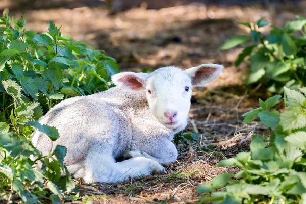 Lying lamb between nettle plants — Zdjęcie stockowe