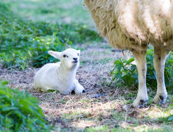 Lying lamb with legs of mother sheep — Zdjęcie stockowe