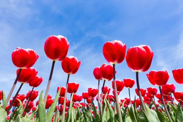 Red tulips field from below with blue sky — Stockfoto