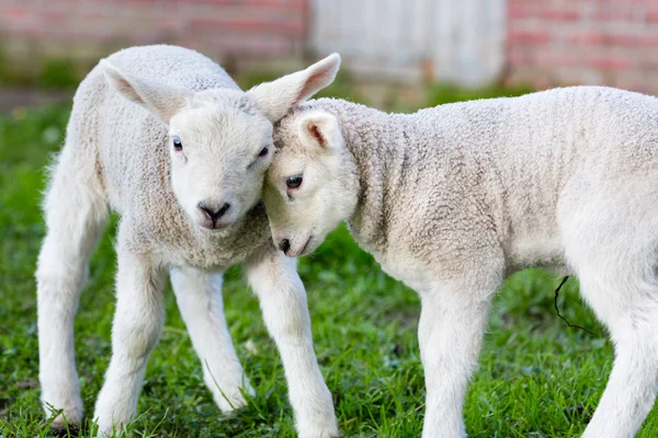 Two hugging and loving white lambs — Stockfoto