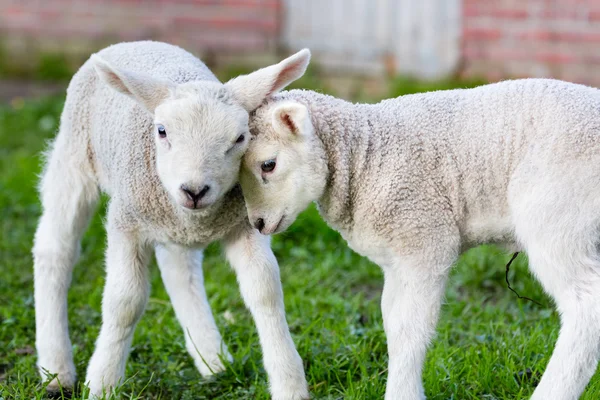 Two hugging and loving white lambs — Φωτογραφία Αρχείου