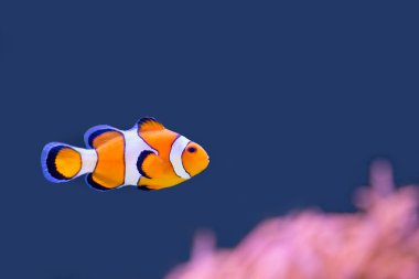 Clown fish swimming in blue water with pink anemone clipart