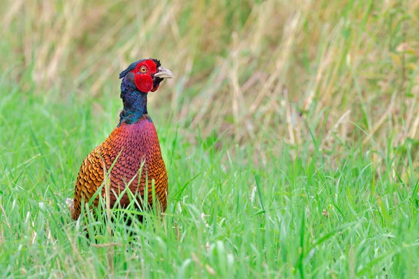 Colorful pheasant rooster upright in green meadow — Stock Photo, Image