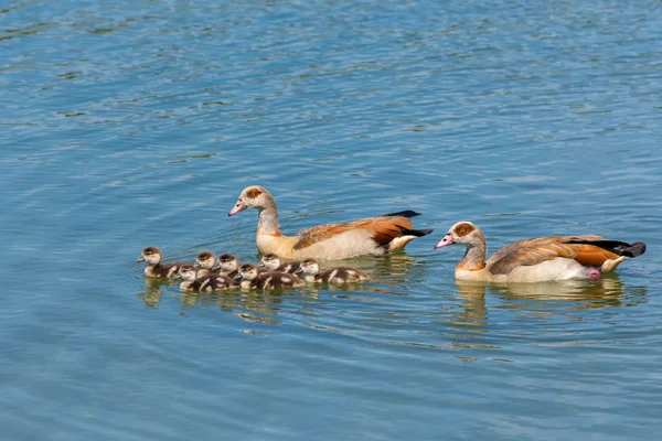 Couple nile geese swimming with newborn young — Stock Photo, Image