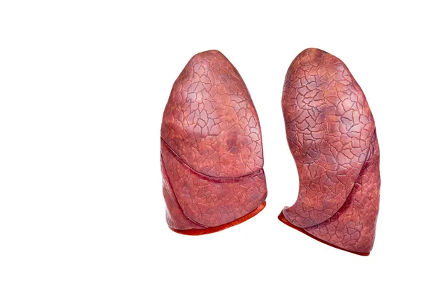 Dois pulmões modelo humano isolado em fundo branco — Fotografia de Stock