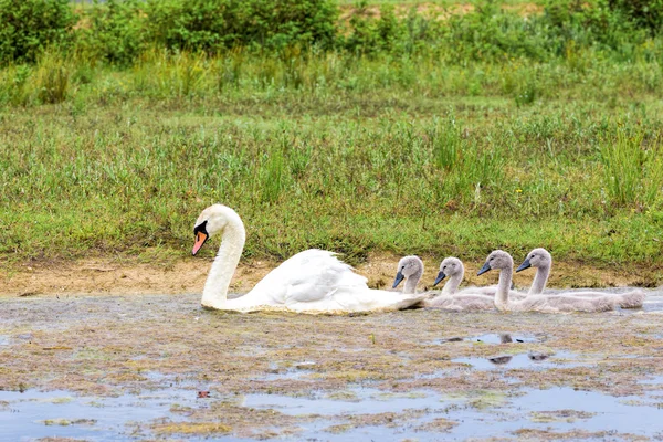 White mother swan swimming in line with young — Stock Photo, Image