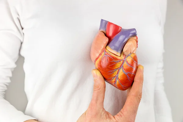 Female hand holding heart model in front of chest — Stock Photo, Image