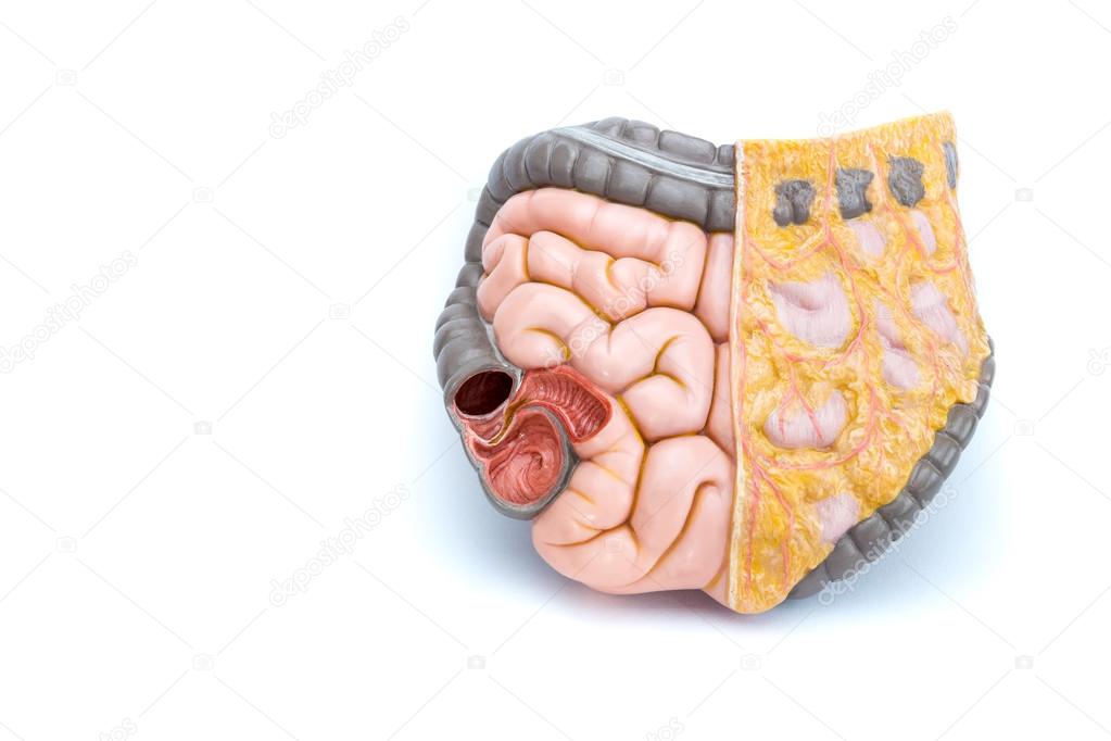 Artificial model of human intestines