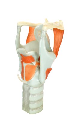 Model of human larynx or voive box with vocal cords clipart
