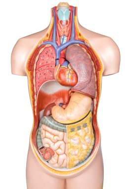 Beyaz adam izole organ modeliyle plastik insan vücudu