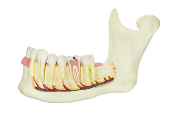 Beyaz arka plan üzerinde izole dişler ile insan jawbone modeli 