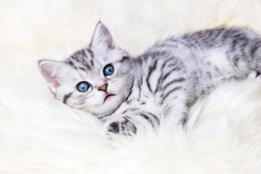 Genç gümüş tekir kedi koyun derisi üzerinde yalan benekli