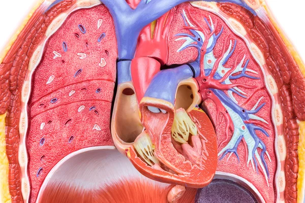 Modelo de cuerpo humano con pulmones y corazón — Foto de Stock