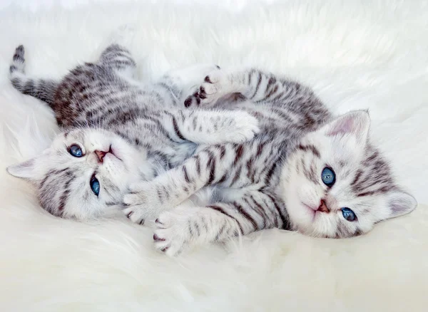 Two young british shorthair silver tabby cats lying playing toge — Stock Photo, Image