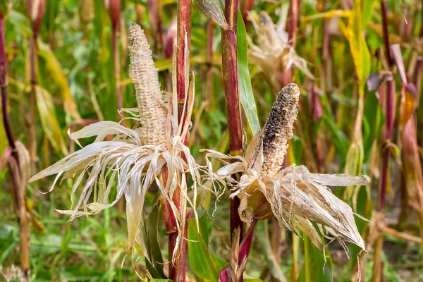 Два з'їли пошкоджені кукурудзяні кукурудзи в кукурудзяному полі — стокове фото