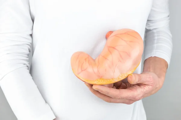 Female hand holding artificial model of human stomach — Stock Photo, Image