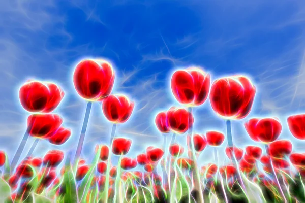 Lichteffekte in einer Gruppe roter Tulpen mit blauem Himmel — Stockfoto