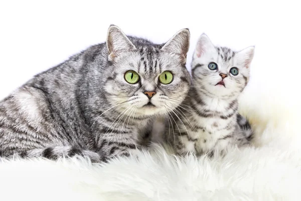 Mãe prata gato tabby com gatinho jovem — Fotografia de Stock