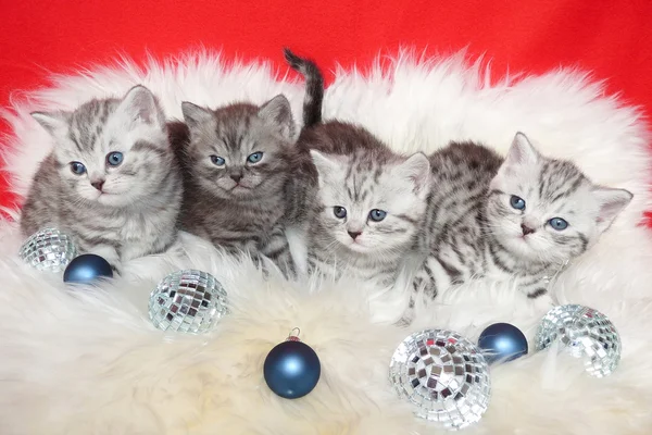 Fila joven tabby gatos en piel de oveja con bolas de Navidad —  Fotos de Stock