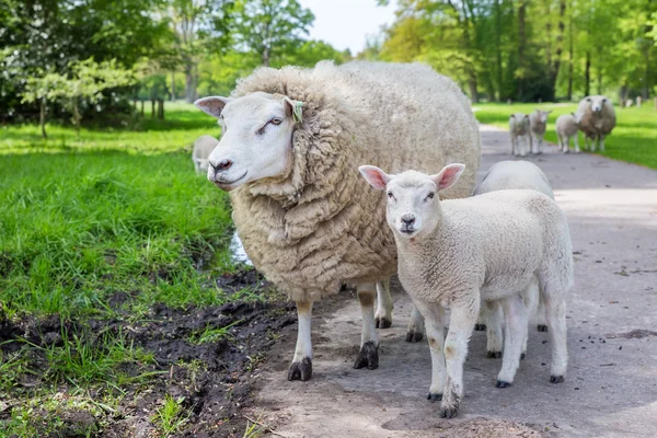 白母羊和羔羊站在公路上 — 图库照片