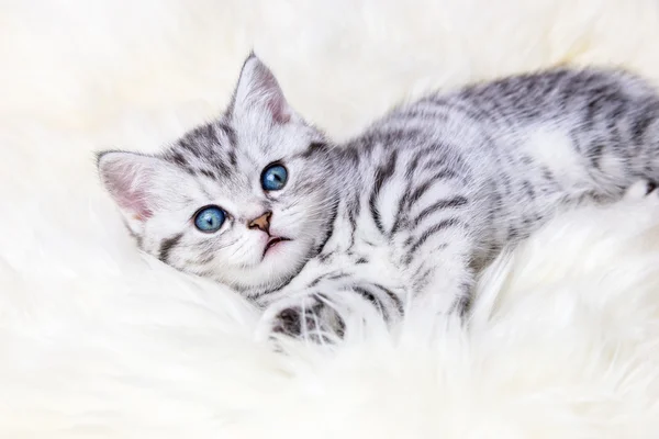 Unga silver tabby fläckig katt liggande på fårskinn — Stockfoto